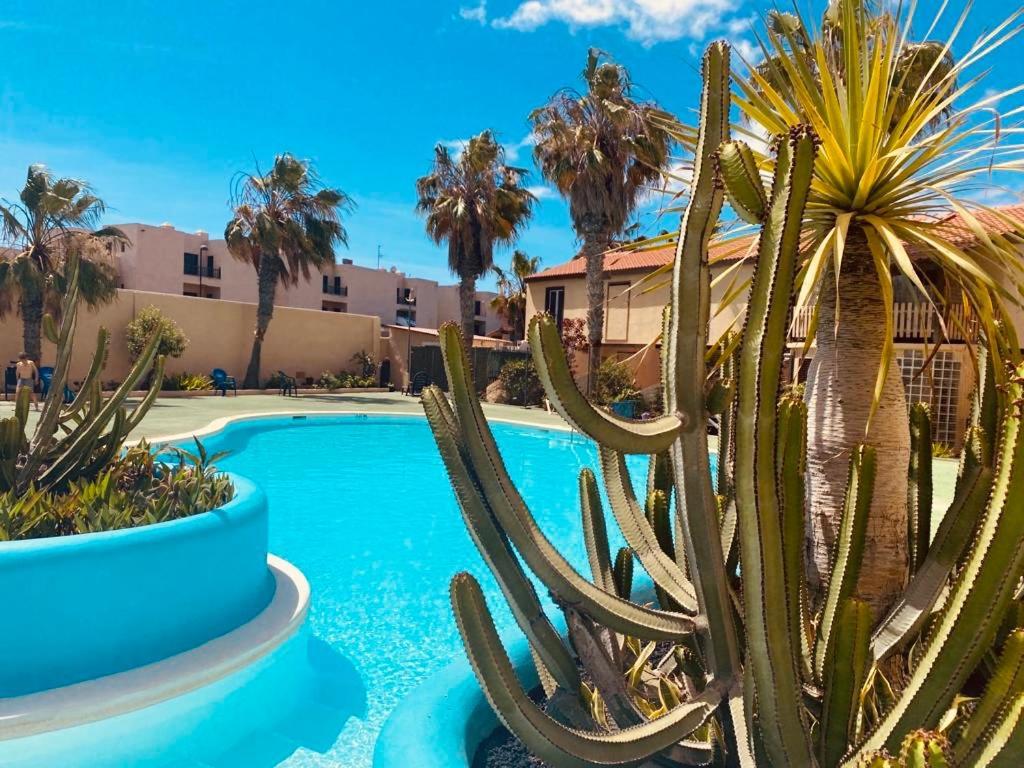 Surf And Chill Bungalow 70 Daire Parque Holandes Dış mekan fotoğraf